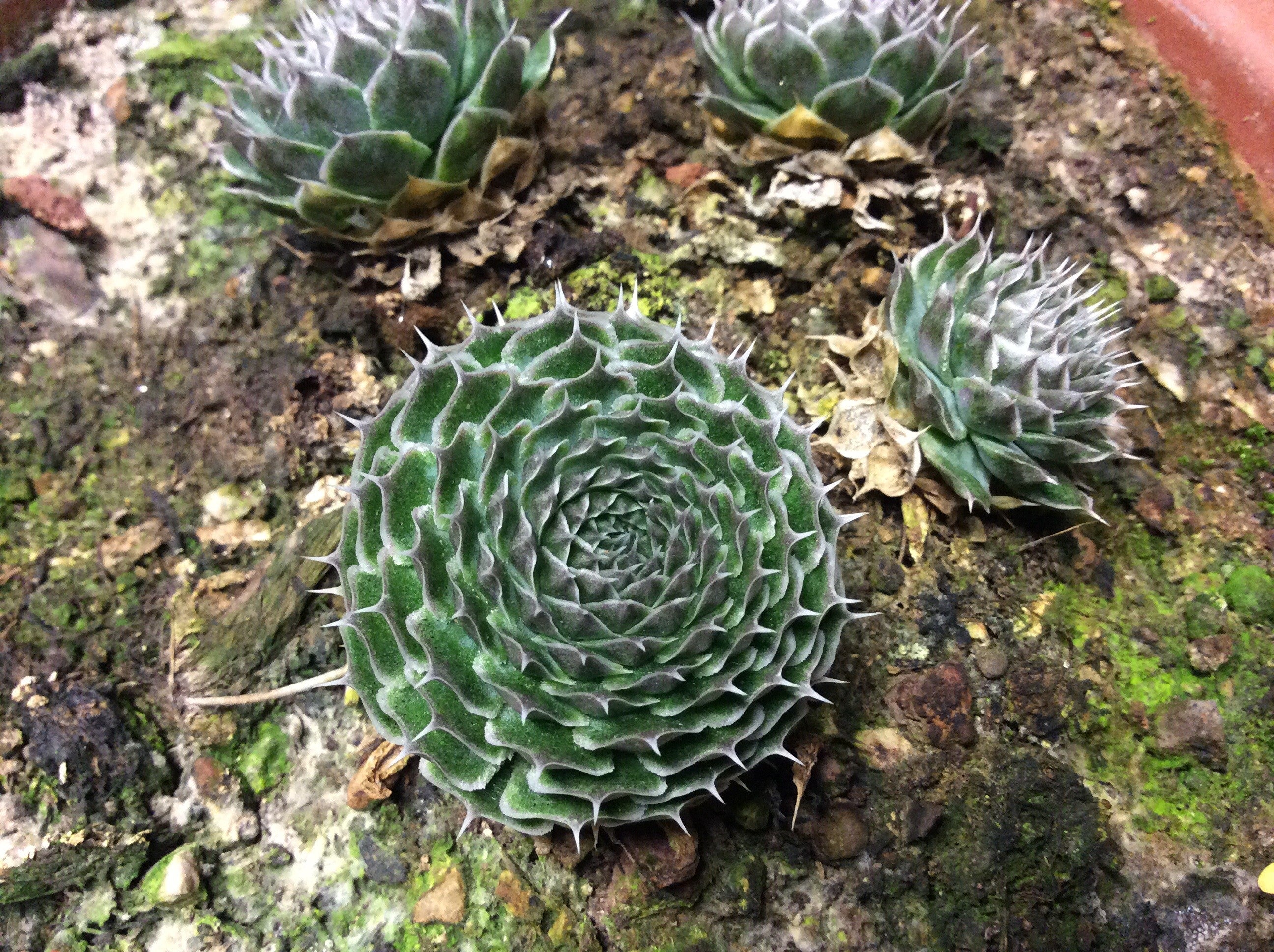Orostachis spinosus