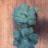 Agave Potatorum 