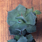 Agave Potatorum 