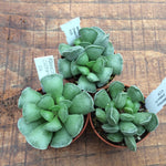Andromiscus cristatus cv.