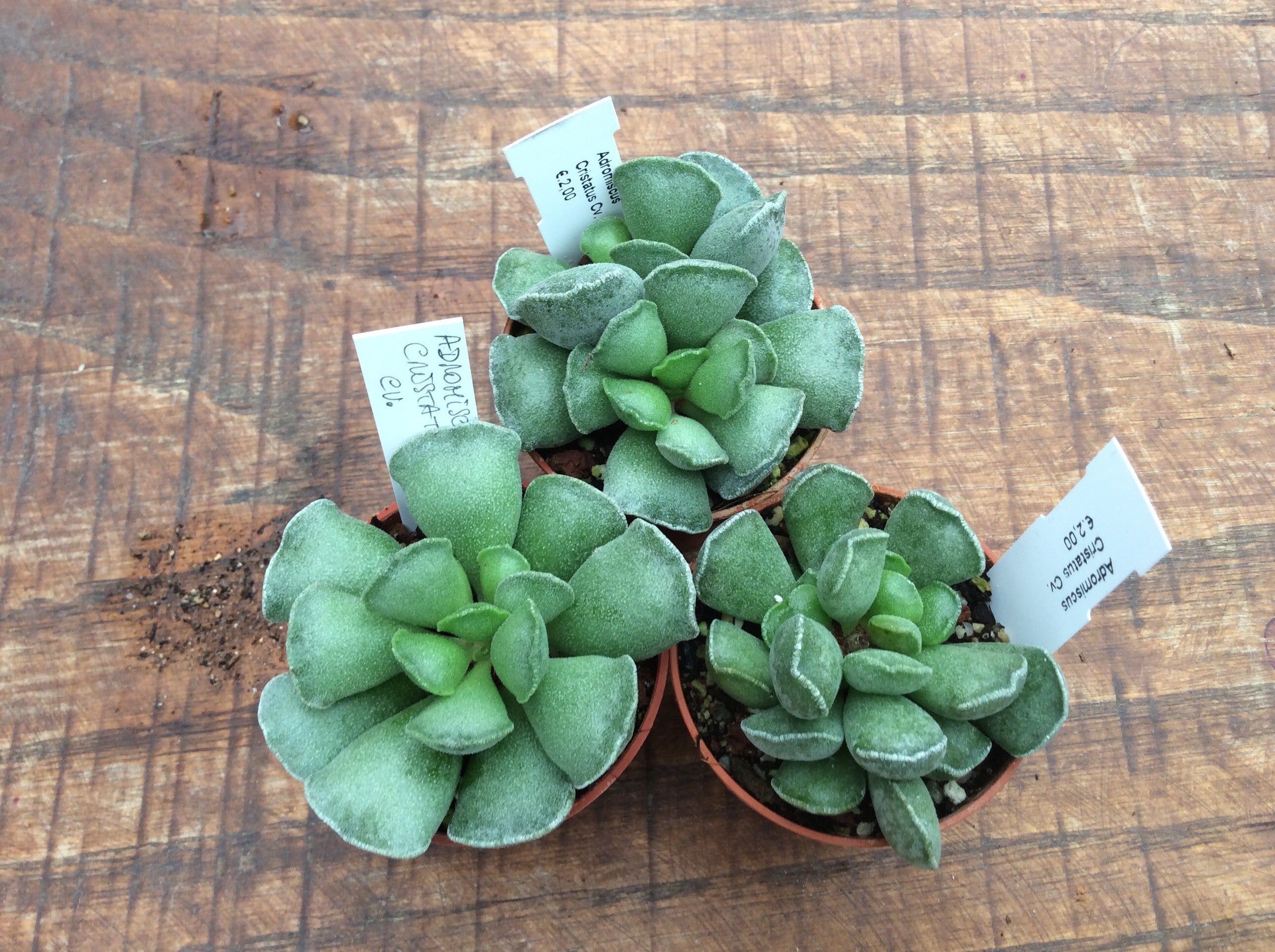Andromiscus cristatus cv.