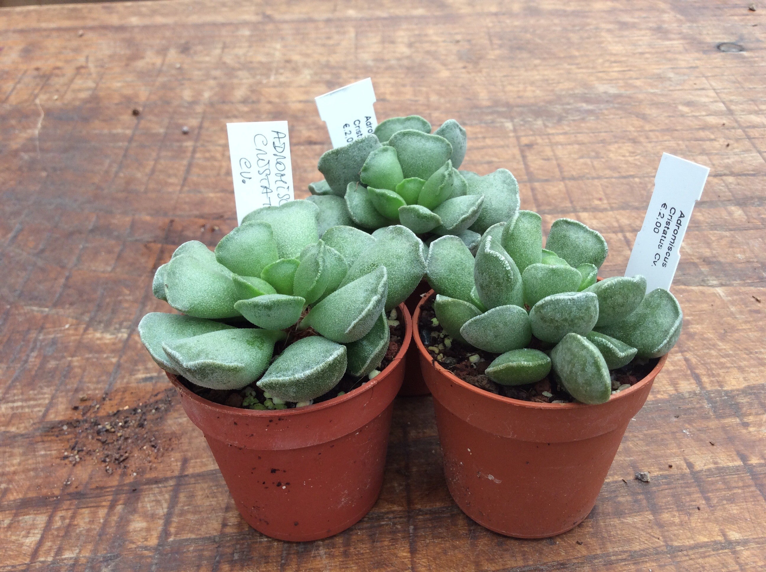 Andromiscus cristatus cv.