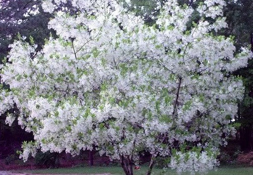 Chionanthus Virginicus