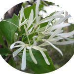 Chionanthus Virginicus