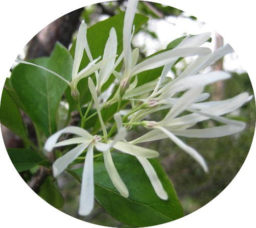 Chionanthus Virginicus
