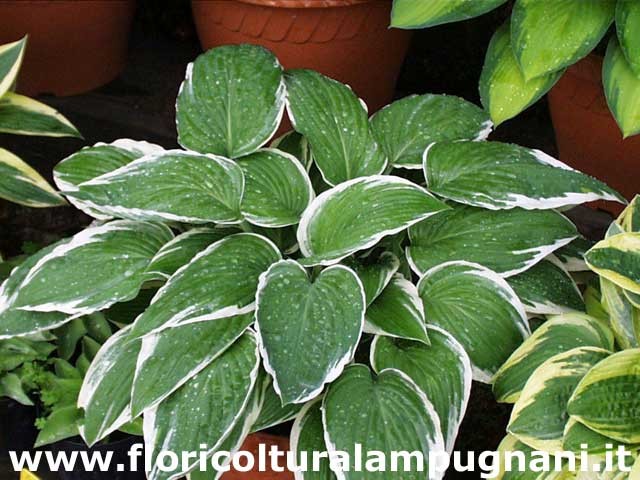 Hosta France Fortunei