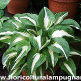 Hosta Night Before Christmas piante in vaso