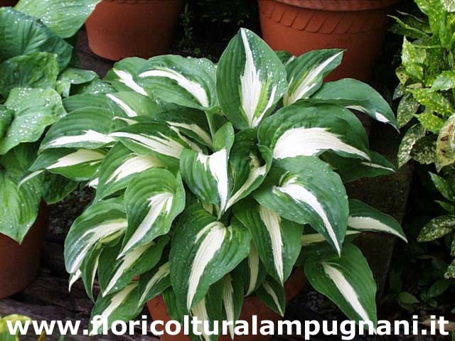 Hosta Night Before Christmas piante in vaso