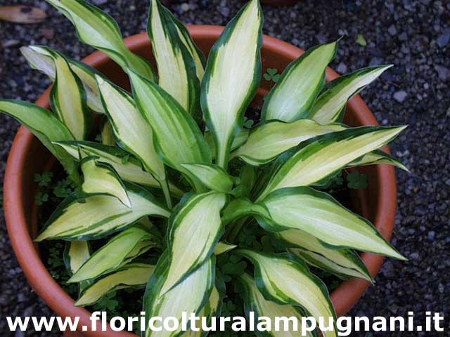Hosta Celebration