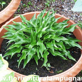 Hosta Harry Van Trier