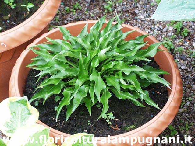 Hosta Harry Van Trier