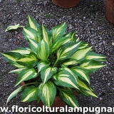 Hosta Cherry Berry