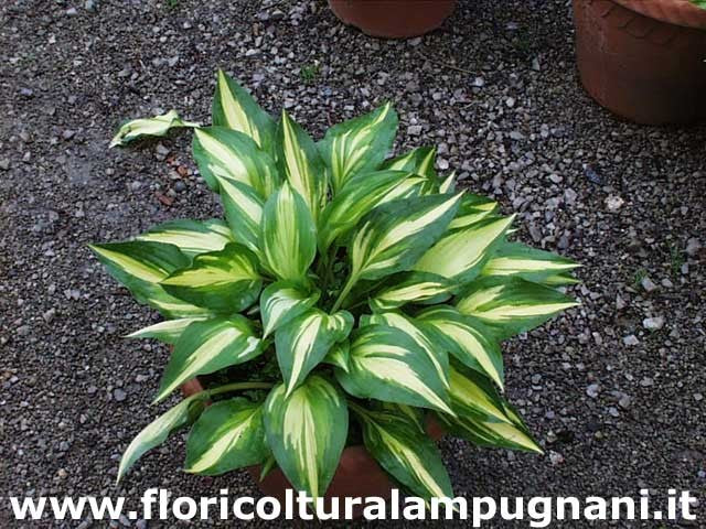 Hosta Cherry Berry