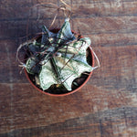 Astrophytum Capricornae Niveum