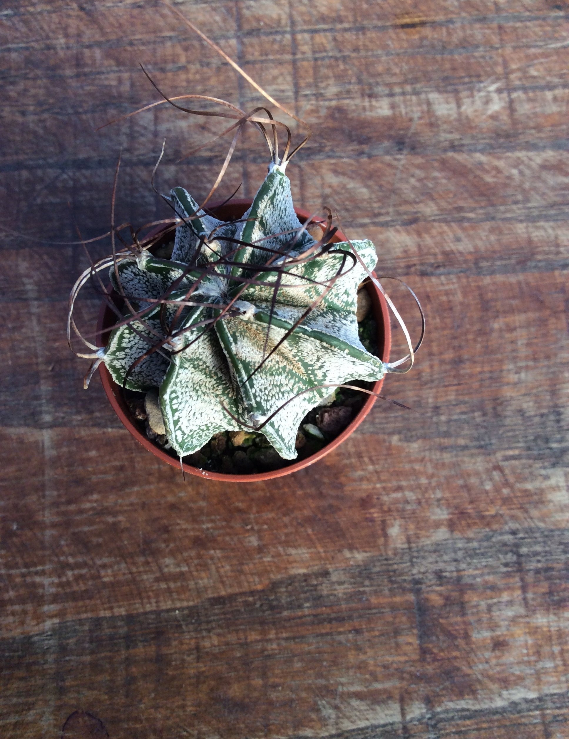Astrophytum Capricornae Niveum