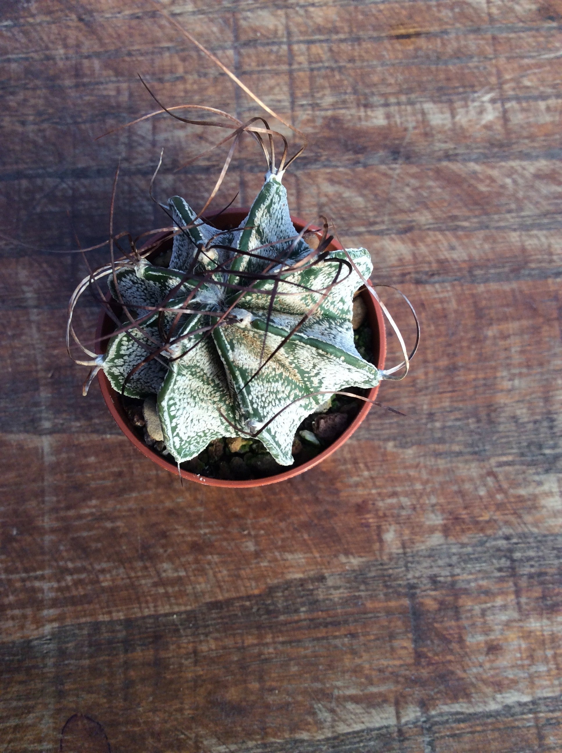 Astrophytum Capricornae Niveum