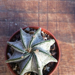 Astrophytum Capricornae Niveum