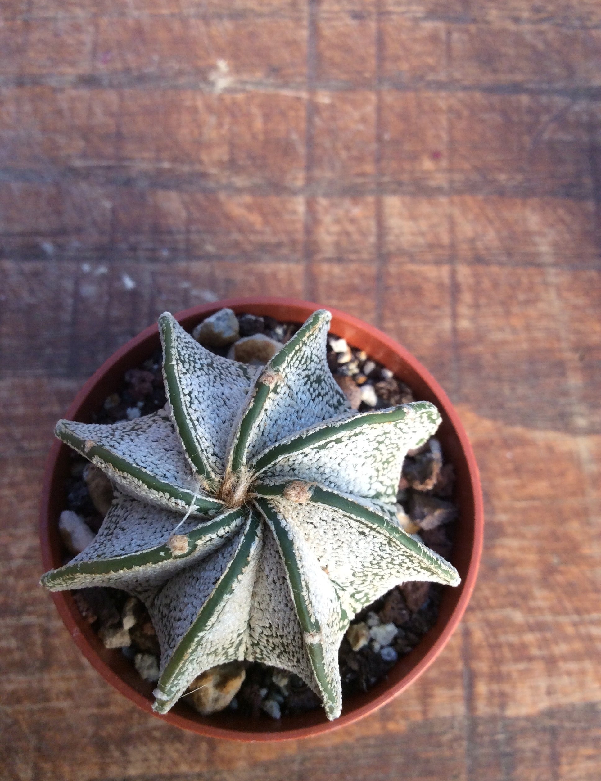 Astrophytum Capricornae Niveum