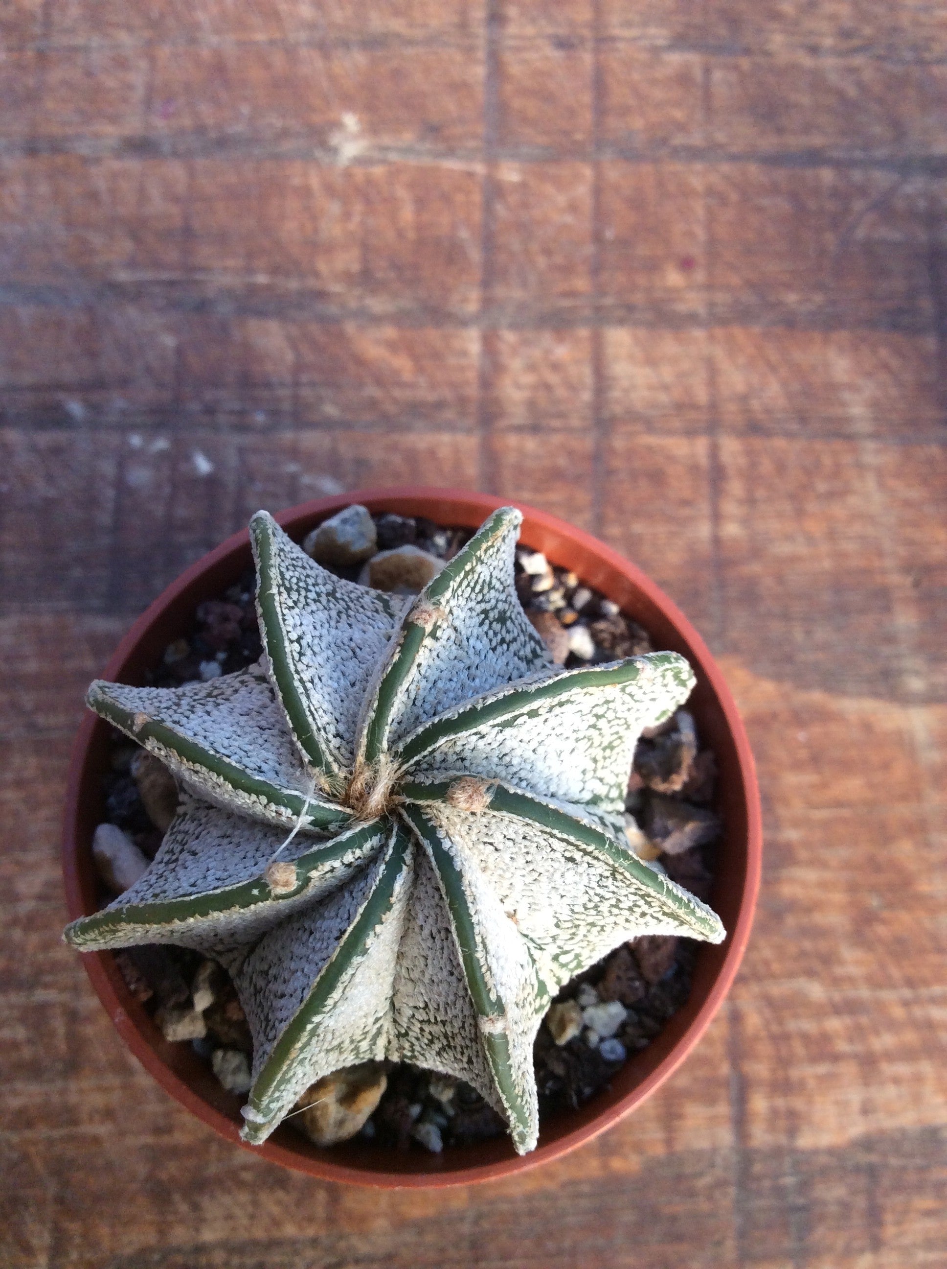 Astrophytum Capricornae Niveum