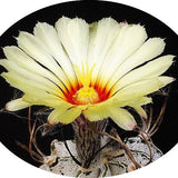 Astrophytum Capricornae Niveum
