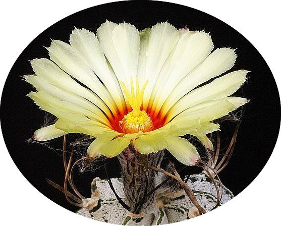 Astrophytum Capricornae Niveum
