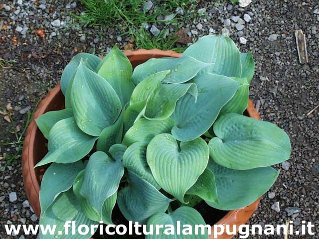 Hosta Fragrant Blue