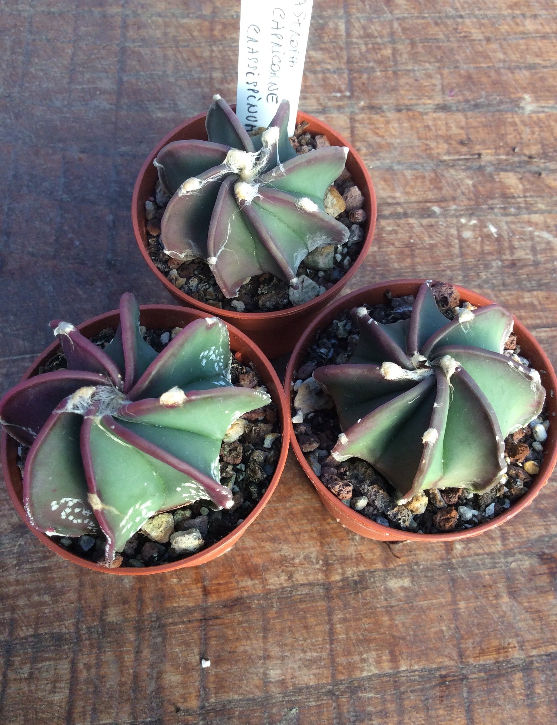 Astrophytum Capricorne Crassispinum  
