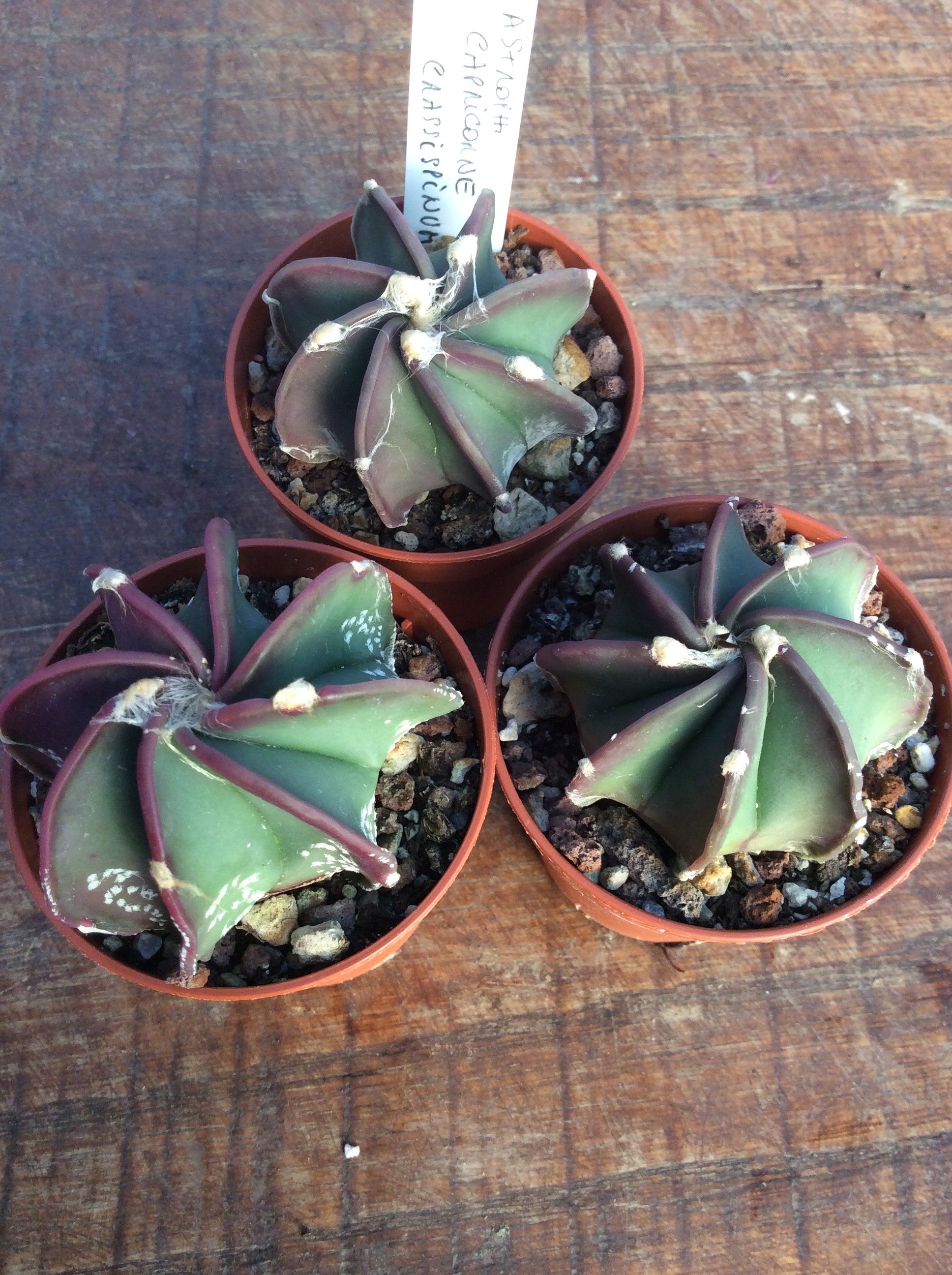 Astrophytum Capricorne Crassispinum  