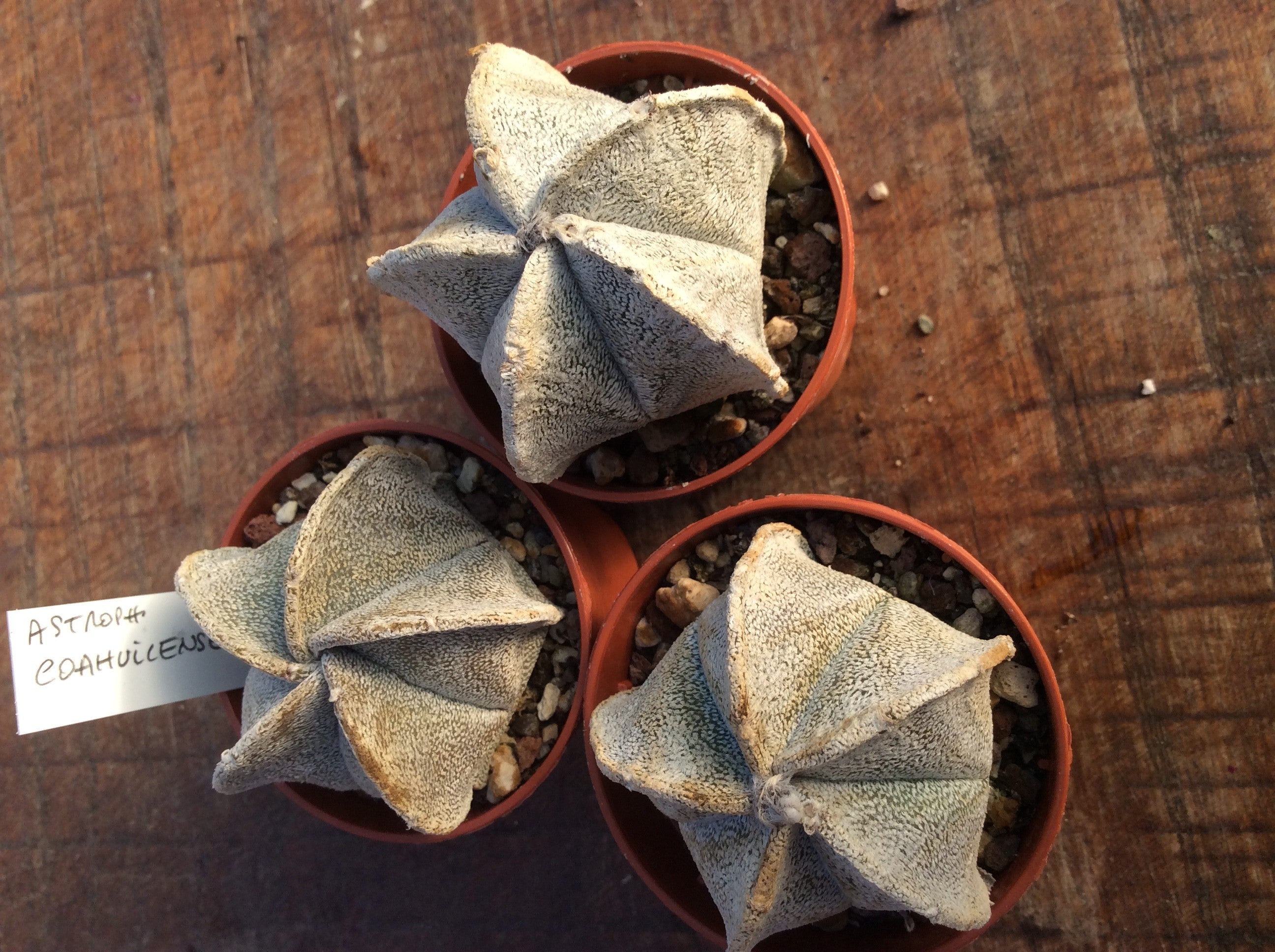 Astrophytum Coahuilense