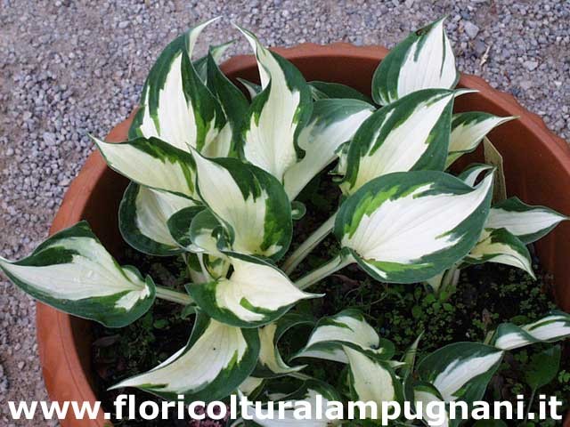 Hosta Fire and Ice, in vaso