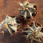 Astrophytum Ornatum mirbellii vista Hermosa