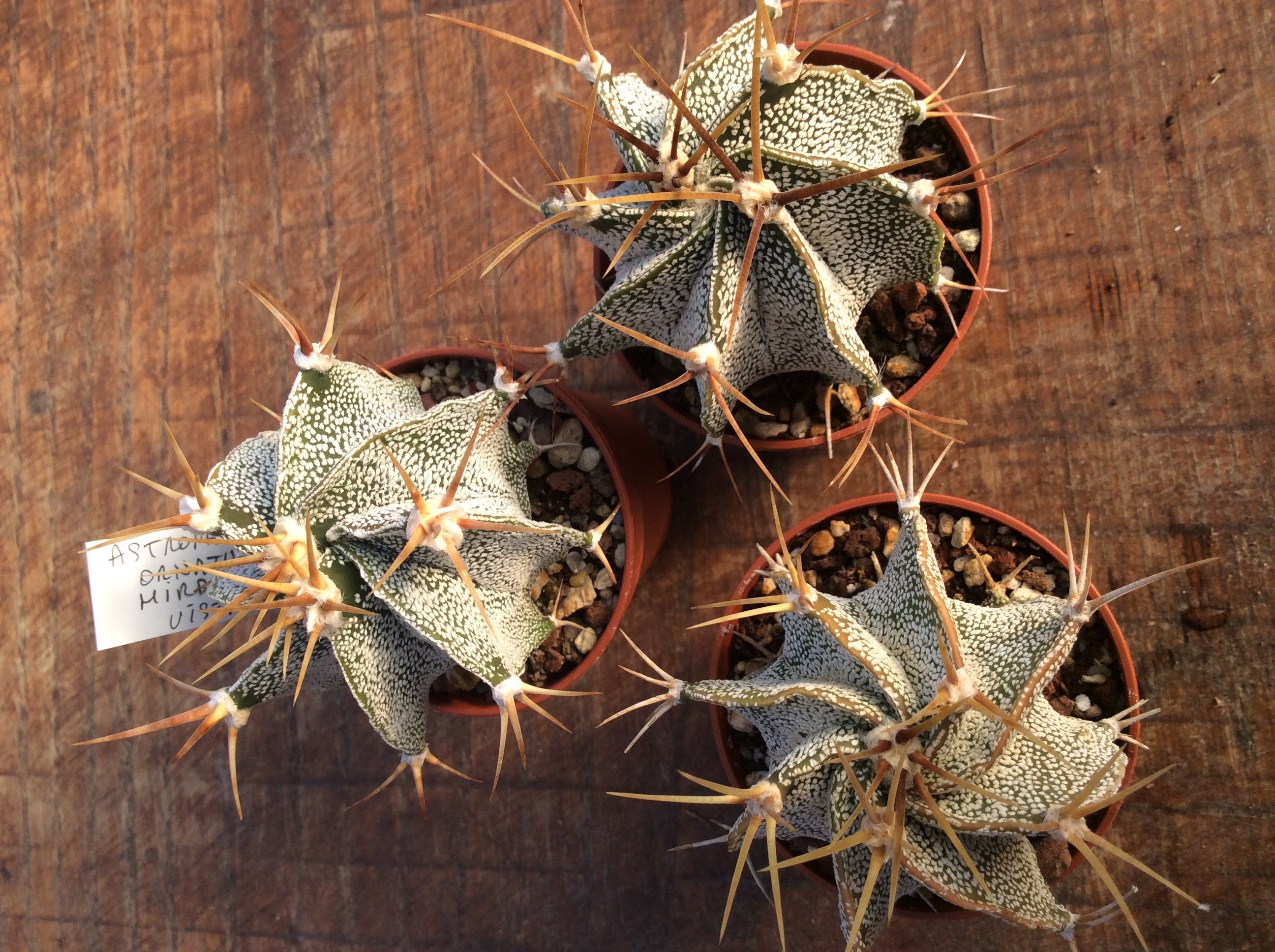 Astrophytum Ornatum mirbellii vista Hermosa