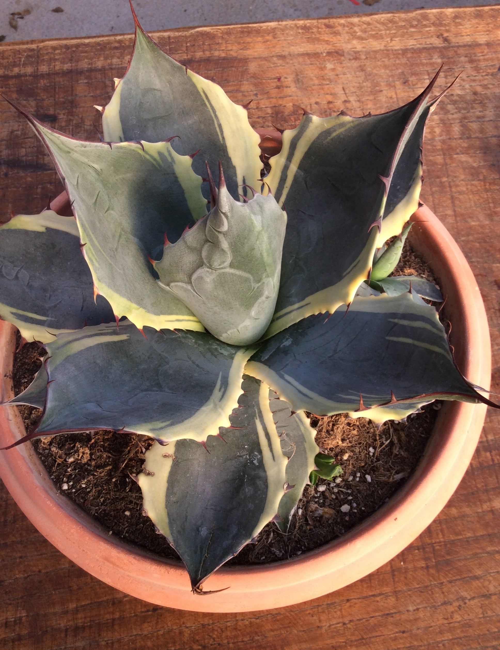 Agave Parrasana Variegata