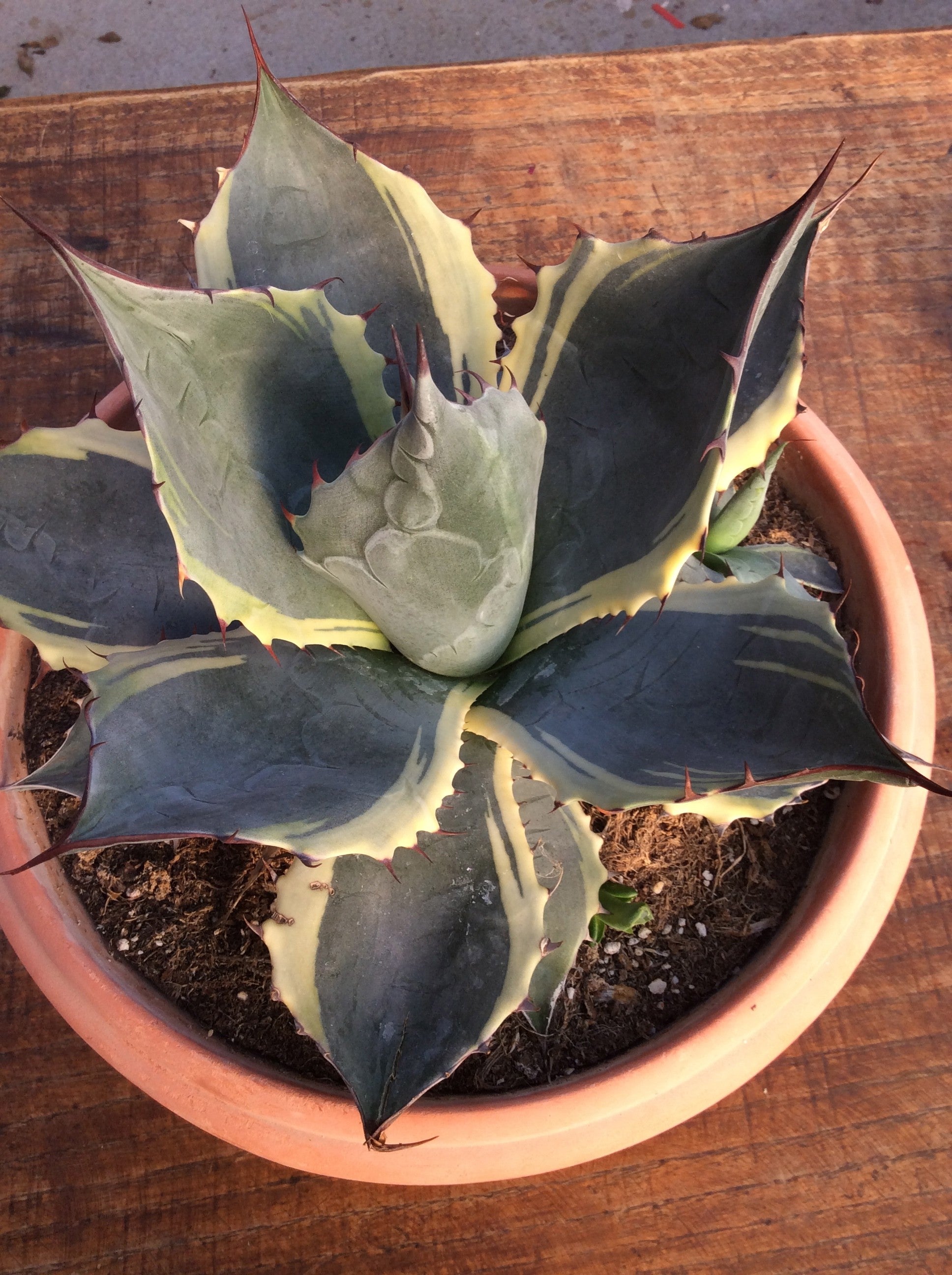 Agave Parrasana Variegata