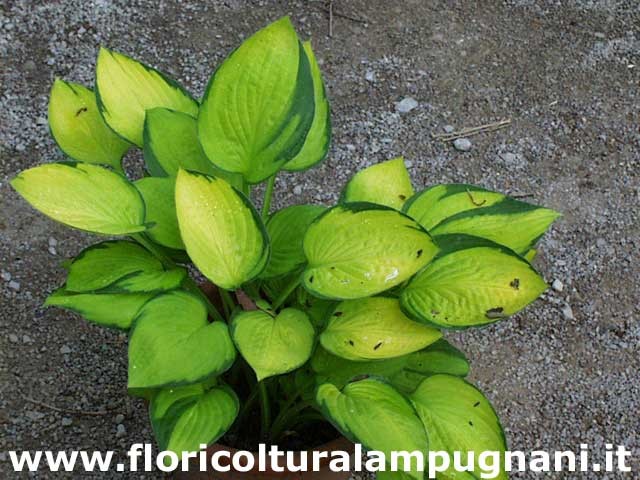 Hosta Janet