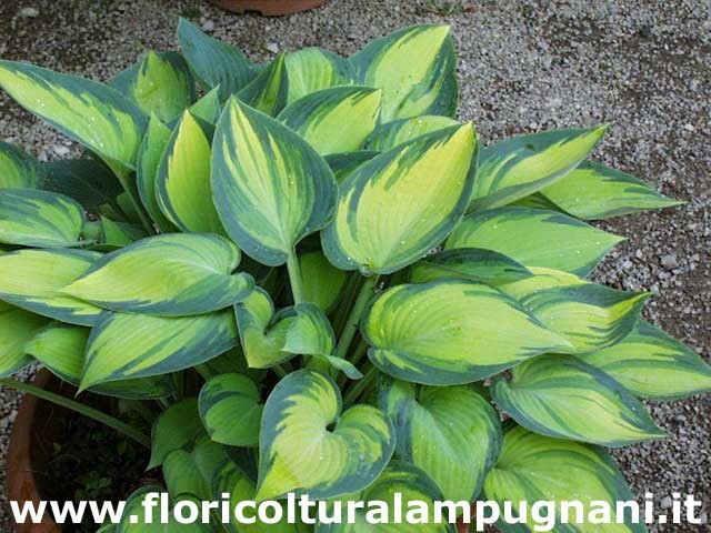 Hosta June