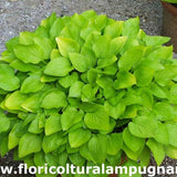 Hosta Feather Boa