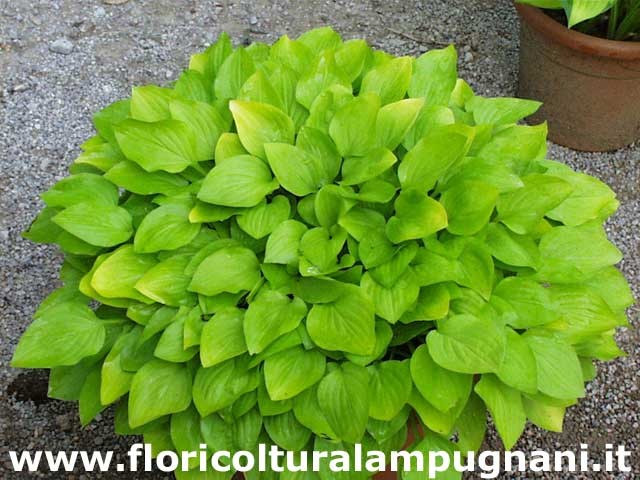 Hosta Feather Boa