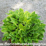 Hosta Golden Tiara