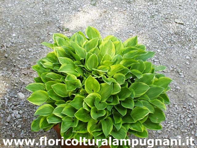 Hosta Golden Tiara