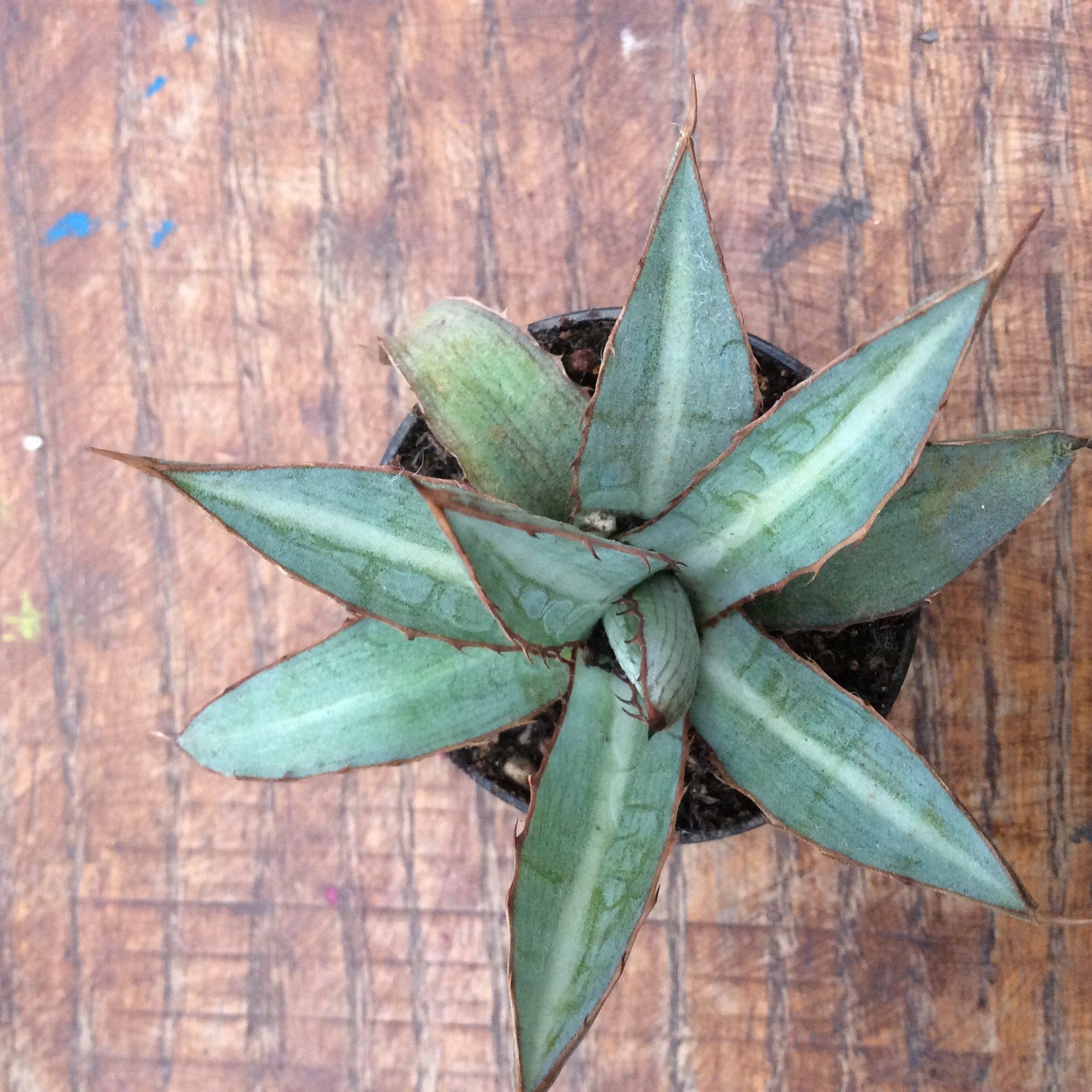 Agave Lophantha