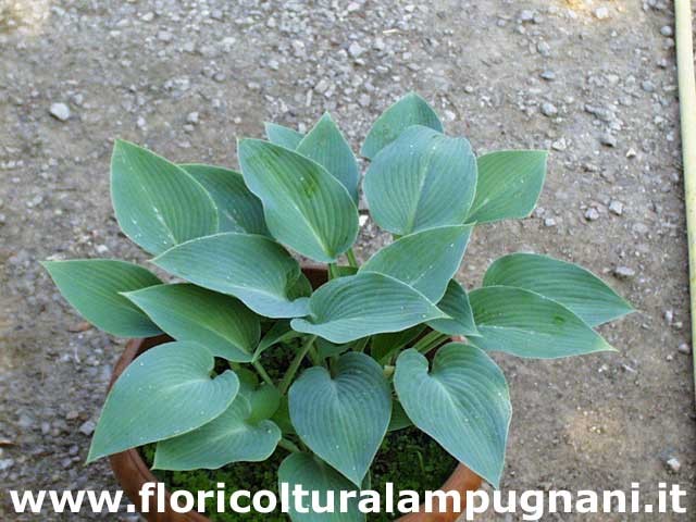 Hosta Canadian Blue