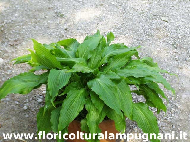 Hosta Green Fountain