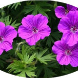 Geranium 'Tiny Monster'