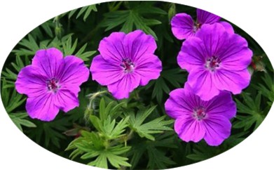 Geranium 'Tiny Monster'