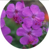 Geranium cantabrigiense 'Westray' ®