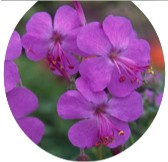 Geranium cantabrigiense 'Westray' ®