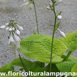 Hosta Golden Medallion