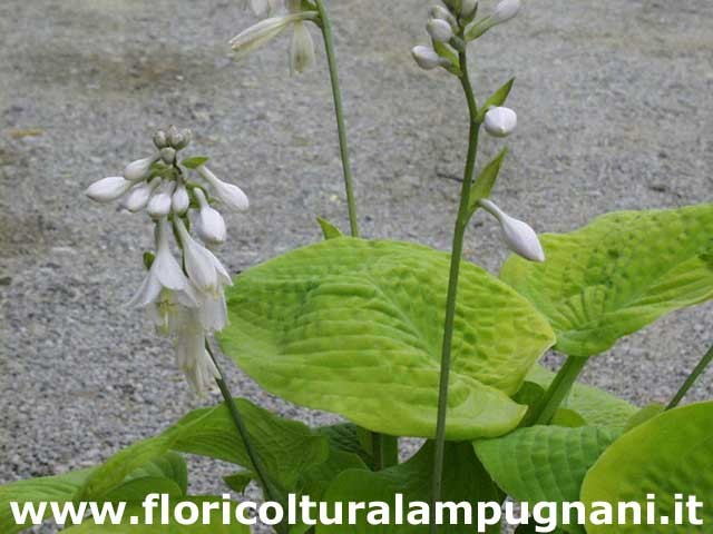 Hosta Golden Medallion
