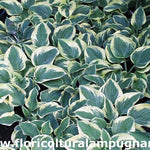 Hosta Honey song